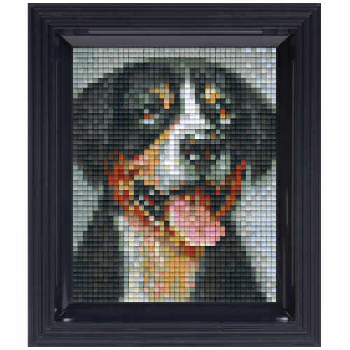 Pixelhobby Bild Sennenhund