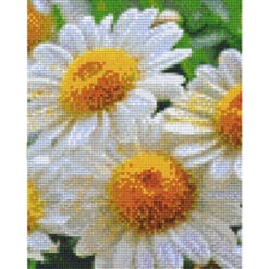 Pixel Vorlage Gänseblümchen