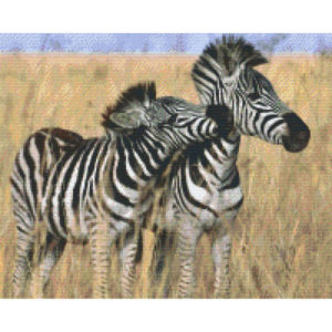 Pixel Hobby Bild Zebra 16 Platten